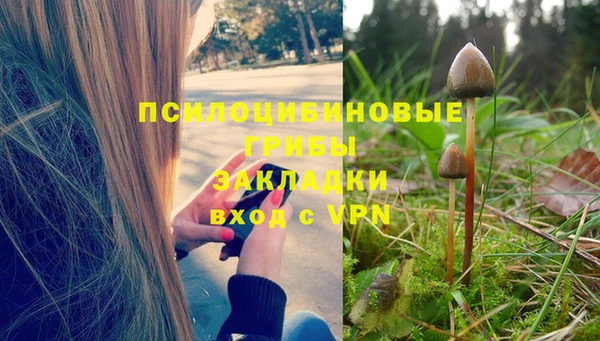 стаф Богданович